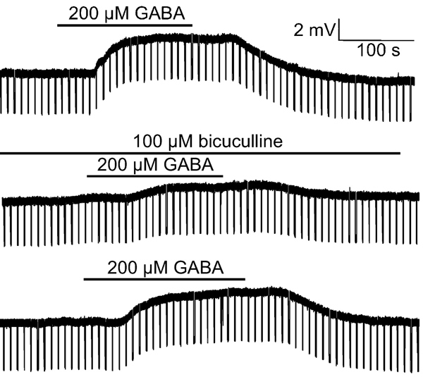  Current clamp recordings demonstrating that the depolarisation of ependymal cells in response to GABA (200 μM) is partially antagonised by bicuculline (ab120110, 100 μM) in a reversible manner.
