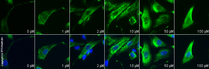  ab55051 staining GABA B receptor 1 in SK-N-SH cells treated with NMDA (ab120052), by ICC/IF. Internalization of GABA B receptor 1 correlates with increased concentration of NMDA, as described in literature.The cells were incubated at 37°C for 30 minutes in media containing different concentrations of ab120052 (NMDA) in DMSO, fixed with 4% formaldehyde for 10 minutes at room temperature and blocked with PBS containing 10% goat serum, 0.3 M glycine, 1% BSA and 0.1% tween for 2h at room temperature. Staining of the treated cells with ab55051 (1 µg/ml) was performed overnight at 4°C in PBS containing 1% BSA and 0.1% tween. A DyLight 488 goat anti-mouse polyclonal antibody (ab96879) at 1/250 dilution was used as the secondary antibody. Nuclei were counterstained with DAPI and are shown in blue.