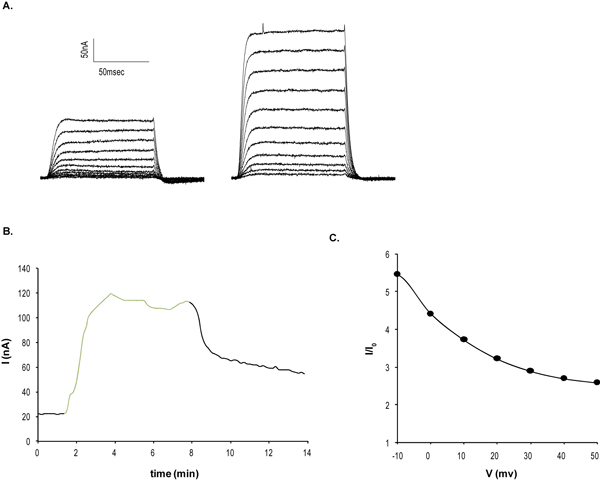  NS-1619 blocks KCa1.1 currents in Xenopus oocytes. A. Families of KCa1.1 channel current responses to increasing voltage step stimulation (from -50 mV to + 50 mV), before (left) and during (right) application of 100 µM NS-1619 (ab141824). Currents were elicited by 100 ms voltage step from -100mV applied every 10 sec. B. Time course of current amplitude at 0 mV before, during application of 100 µM NS-1619 (green) and upon wash, demonstrating the current amplitude enhancement. C. Voltage dependence of KCa1.1 channel activity enhancement.