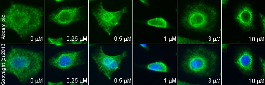  ab26 staining p53 in U20S cells treated with NSC 146109 hydrochloride (ab142144), by ICC/IF. Increase in p53 expression correlates with increased concentration of NSC 146109 hydrochloride, as described in literature.The cells were incubated at 37°C for 5 hour in media containing different concentrations of ab142144 (NSC 146109 hydrochloride) in DMSO, fixed with 100% methanol for 5 minutes at -20°C and blocked with PBS containing 10% goat serum, 0.3 M glycine, 1% BSA and 0.1% tween for 2h at room temperature. Staining of the treated cells with ab26 (5 µg/ml) was performed overnight at 4°C in PBS containing 1% BSA and 0.1% tween. A DyLight 488 anti-mouse polyclonal antibody (ab96879) at 1/250 dilution was used as the secondary antibody. Nuclei were counterstained with DAPI and are shown in blue.