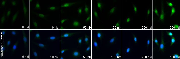  ab7963 staining c-Fos in NIH 3T3 cells treated with obestatin (ab120071), by ICC/IF. Increase in c-Fos expression correlates with increased concentration of obestatin, as described in literature.The cells were incubated at 37°C for 3h in media containing different concentrations of ab120071 (obestatin) in DMSO, fixed with 4% formaldehyde for 10 minutes at room temperature and blocked with PBS containing 10% goat serum, 0.3 M glycine, 1% BSA and 0.1% tween for 2h at room temperature. Staining of the treated cells with ab7963 (5 µg/ml) was performed overnight at 4°C in PBS containing 1% BSA and 0.1% tween. A DyLight 488 goat anti-rabbit polyclonal antibody (ab96899) at 1/250 dilution was used as the secondary antibody. Nuclei were counterstained with DAPI and are shown in blue.