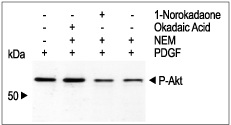  Okadaic Acid inhibits PP2A in 3T3-L1 cells. Cells were grown to 70% confluence and serum starved for 18 h. For in vivo phosphatase activity, the growth medium was replaced with HENK?s and the cells were preincubated in the presence or absence of 100 nM Okadaic Acid (ammonium salt) (ab141830), (or Okadaic Acid (sodium salt) (ab141831)) and 100 nM 1-Norokadaone (ab145527) followed by a 20 min incubation with or without 20 µM NEM. The cells were then stimulated with 5 ng/ml PDGF for 30 min. At the end of the incubation, cell proteins were resolved by SDS-PAGE and probed with anti-phospho-Akt antibodies.