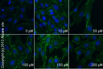  ab32572 staining β catenin in SKNSH cells treated with olanzapine (ab120736), by ICC/IF. Increase in expression of β catenin correlates with increased concentration of olanzapine, as described in literature.The cells were incubated at 37°C for 24h in media containing different concentrations of ab120736 (olanzapine) in DMSO, fixed with 4% formaldehyde for 10 minutes at room temperature and blocked with PBS containing 10% goat serum, 0.3 M glycine, 1% BSA and 0.1% tween for 2h at room temperature. Staining of the treated cells with ab32572 (1/200 dilution) was performed overnight at 4°C in PBS containing 1% BSA and 0.1% tween. A DyLight 488 goat anti-rabbit polyclonal antibody (ab96899) at 1/250 dilution was used as the secondary antibody. Nuclei were counterstained with DAPI and are shown in blue.