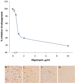  Oligomycin inhibits ATP-dependent adipogenesis in 3T3-L1 cells. Cells were induced to undergo adipocyte differentiation (A-D) for 5 days. Different concentrations of Oligomycin (ab141829) were then added (B, 1 µg/ml; C, 2 µg/ml and D, 10 µg/ml). After 10 days, the cells were stained with Oil Red O and visualized under light microscopy.
