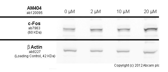  SH-SY5Y cells were incubated at 37&degC for 30 minutes with vehicle control (0 &microM) and varied concentrations of AM404 (ab120095). Increased expression of c-Fos in SH-SY5Y cells correlates with an increase in AM404 concentration, as described in literature.Whole cell lysates were prepared with RIPA buffer (containing protease inhibitors and sodium orthovanadate), 20&microg of each were loaded on the gel and the WB was run under reducing conditions. After transfer the membrane was blocked for an hour using 5% BSA before being incubated with ab7963 at 1 &microg/ml and ab8227 at 1 &microg/ml overnight at 4°C. Antibody binding was detected using an anti-rabbit antibody conjugated to HRP (ab97051) at 1/10000 dilution and visualised using ECL development solution.