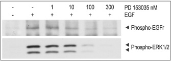  PD 153035 inhibits EGF receptor activation in 3T3-L1 cells. Cells were serum starved for 3 h and preincubated with different concentrations of PD 153035 (ab141839) for 2 h. The cells were then stimulated with 200 ng/ml EGF for 10 minutes. Cell proteins were resolved by SDS-PAGE and probed with anti-phospho-EGFr (upper panel) and with anti-phospho ERK1/2 (lower panel).