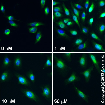  ab18195 staining hnRNP K in HeLa cells treated with PD 98059 (ab120234), by ICC/IF. Changes in localization of hnRNP K (translocation from cytoplasm to nucleous) correlates with increased concentration of hnRNP K, as described in literature.The cells were incubated at 37°C for 24h in media containing different concentrations of ab120234 ( hnRNP K) in DMSO, fixed with 4% formaldehyde for 10 minutes at room temperature and blocked with PBS containing 10% goat serum, 0.3 M glycine, 1% BSA and 0.1% tween for 2h at room temperature. Staining of the treated cells with ab18195 (5 µg/ml) was performed overnight at 4°C in PBS containing 1% BSA and 0.1% tween. A DyLight 488 goat anti-rabbit polyclonal antibody (ab96899) at 1/250 dilution was used as the secondary antibody. Nuclei were counterstained with DAPI and are shown in blue.