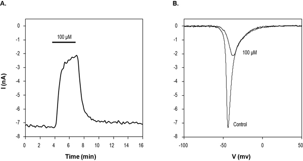  Ambroxol hydrochloride inhibits NaV1.7 channels expressed in HEK293 cells. A: Time course of current reversible inhibition by 100 µM Ambroxol hydrochloride (ab141778). Currents were elicited by a voltage ramp from a holding potential of -100 mV to 60 mV (30 ms) delivered every 10 seconds. B: Example traces of current response to voltage ramp stimulation before and during 100 µM Ambroxol hydrochloride application.