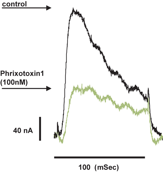  Phrixotoxin-1 inhibits KV4.2 currents expressed in Xenopus oocytes. KV4.2 channel currents were recorded using two electrode voltage clamp, with ND 96 in the bath solution. From a holding potential of -100 mV to -10 mV, a 100 ms depolarization was applied every 10 sec in the before (black) or during (green) the application of 100 nM Phrixotoxin-1 (ab141844).