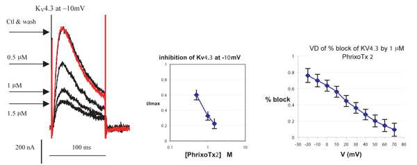  Phrixotoxin-2 inhibits KV4.3 currents expressed in Xenopus oocytes. Expressed KV4.3 currents were recorded using two electrode voltage clamp with ND 96 in the bath solution. Left: Traces of current response to 100 ms depolarization from a holding potential of -100 mV to -10 mV, applied every 10 sec before, during and after wash of Phrixotoxin-2 (ab141843) at the indicated concentrations. Middle: Mean and S.D. dose response curve for 3 experiments. Right: Mean and S.D. voltage dependence of the percentage inhibition caused by 1 µM Phrixotoxin-2 (n = 3).