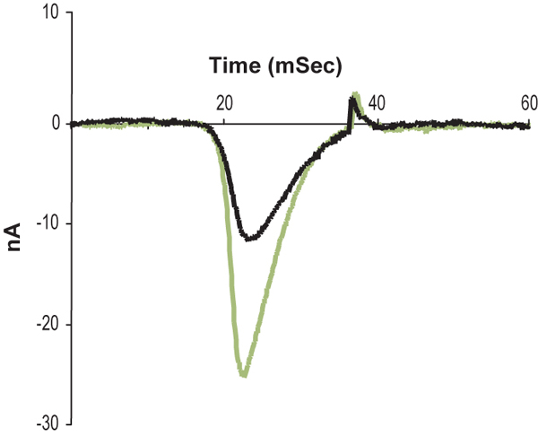  Phrixotoxin-3 inhibits NaV1.2 channels heterologously expressed in Xenopus oocytes. Superimposed traces of NaV1.2 currents before (green) and during (black) application of 300 nM Phrixotoxin-3 (ab141845). Currents were elicited from a holding potential of -100 mV and test pulses of 35 ms to +60 mV were delivered every 5 sec.