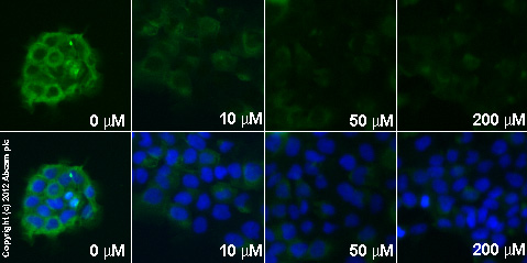  ab119954 staining CBL in A431 cells treated with piceatannol (ab120722), by ICC/IF. Decrease in CBL expression correlates with increased concentration of piceatannol, as described in literature.The cells were incubated at 37°C for 1h in media containing different concentrations of ab120722 (piceatannol) in DMSO, fixed with 4% formaldehyde for 10 minutes at room temperature and blocked with PBS containing 10% goat serum, 0.3 M glycine, 1% BSA and 0.1% tween for 2h at room temperature. Staining of the treated cells with ab119954 (5 µg/ml) was performed overnight at 4°C in PBS containing 1% BSA and 0.1% tween. A DyLight 488 goat anti-mouse polyclonal antibody (ab96879) at 1/250 dilution was used as the secondary antibody. Nuclei were counterstained with DAPI and are shown in blue.