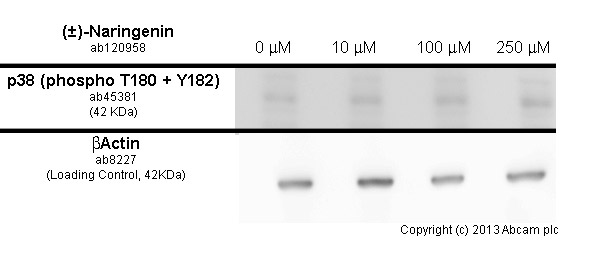  Serum starved HepG2 cells were incubated at 37&degC for 30 minutes with vehicle control (0 μM) and different concentrations of (±)-naringenin (ab120958). Increased expression of p38 (phospho T180 + Y182) (ab45381) in HepG2 cells correlates with an increase in (±)-naringenin concentration, as described in literature.Whole cell lysates were prepared with RIPA buffer (containing protease inhibitors and sodium orthovanadate), 10μg of each were loaded on the gel and the WB was run under reducing conditions. After transfer the membrane was blocked for an hour using 5% BSA before being incubated with ab45381 at 1 &microg /ml and ab8227 at 1/1000 dilution overnight at 4°C. Antibody binding was detected using an anti-mouse antibody conjugated to HRP (ab97040) at 1/10000 and visualised using ECL development solution.