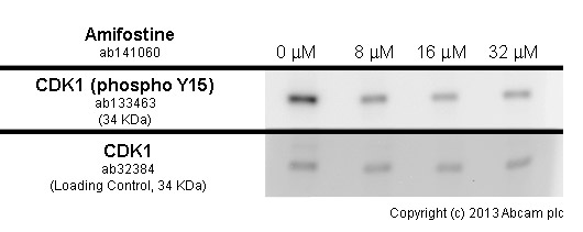  Saso2 cells were incubated at 37&degC for 24 hours with vehicle control (0 μM) and different concentrations of Amifostine (ab141060). Decreased expression of CDK1 (phospho Y15) (ab133463) in Saso2 cells correlates with an increase in Amifostine concentration, as described in literature.Whole cell lysates were prepared with RIPA buffer (containing protease inhibitors and sodium orthovanadate), 10μg of each were loaded on the gel and the WB was run under reducing conditions. After transfer the membrane was blocked for an hour using 5% BSA before being incubated with ab133463 at 1 μg/ml and ab32384 at 1 μg/ml overnight at 4°C. Antibody binding was detected using an anti-rabbit antibody conjugated to HRP (ab97051) at 1/10000 and visualised using ECL development solution.