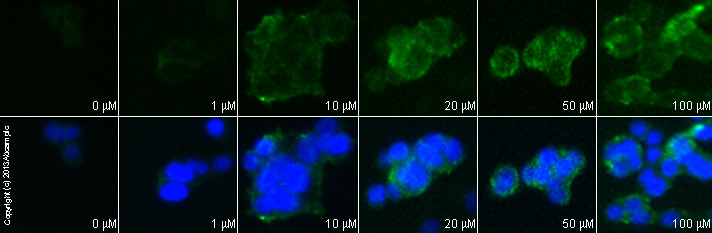  ab11512 staining E-Cadherin in SW480 cells treated with PP2 (ab120308), by ICC/IF. Increase in E-cadherin expression correlates with increased concentration of PP2, as described in literature.The cells were incubated at 37°C for 24h in media containing different concentrations of ab120308 (PP2) in DMSO, fixed with 4% formaldehyde for 10 minutes at room temperature and blocked with PBS containing 10% goat serum, 0.3 M glycine, 1% BSA and 0.1% tween for 2h at room temperature. Staining of the treated cells with ab11512 (5 µg/ml) was performed overnight at 4°C in PBS containing 1% BSA and 0.1% tween. A DyLight 488 goat anti-rat polyclonal antibody (ab96971) at 1/250 dilution was used as the secondary antibody. Nuclei were counterstained with DAPI and are shown in blue.