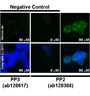  ab11512 staining E cadherin in SW480 cells treated with PP3 (ab120617), by ICC/IF. No change of E cadherin expression with increased concentration of PP3 is observed, as described in literature, since PP3 is the negative control for PP2.The cells were incubated at 37°C for 24h in media containing different concentrations of ab120617 (PP3) in DMSO, fixed with 4% formaldehyde for 10 minutes at room temperature and blocked with PBS containing 10% goat serum, 0.3 M glycine, 1% BSA and 0.1% tween for 2h at room temperature. Staining of the treated cells with ab11512 (5 µg/ml) was performed overnight at 4°C in PBS containing 1% BSA and 0.1% tween. A DyLight 488 anti-rat polyclonal antibody (ab98386) at 1/250 dilution was used as the secondary antibody. Nuclei were counterstained with DAPI and are shown in blue.