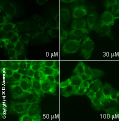  ab51031 staining beclin1 in MCF7 cells treated with pterostilbene (ab120961), by ICC/IF. Increase in beclin1 expression correlates with increased concentration of pterostilbene as described in literature.The cells were incubated at 37°C for 48h in media containing different concentrations of ab120961 (pterostilbene) in DMSO, fixed with 4% formaldehyde for 10 minutes at room temperature and blocked with PBS containing 10% goat serum, 0.3 M glycine, 1% BSA and 0.1% tween for 2h at room temperature. Staining of the treated cells with ab51031 (5 µg/ml) was performed overnight at 4°C in PBS containing 1% BSA and 0.1% tween. A DyLight 488 goat anti-rabbit polyclonal antibody (ab96899) at 1/250 dilution was used as the secondary antibody.