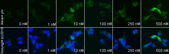  ab692 staining Bcl2 in SK-N-SH cells treated with (R)-(-)-Deprenyl hydrochloride (Selegiline hydrochloride) (ab120604), by ICC/IF. Increase of Bcl2 expression correlates with increased concentration of (R)-(-)-Deprenyl hydrochloride (Selegiline hydrochloride), as described in literature.The cells were incubated at 37°C for 3h in media containing different concentrations of ab120604 ((R)-(-)-Deprenyl hydrochloride (Selegiline hydrochloride)) in DMSO, fixed with 4% formaldehyde for 10 minutes at room temperature and blocked with PBS containing 10% goat serum, 0.3 M glycine, 1% BSA and 0.1% tween for 2h at room temperature. Staining of the treated cells with ab692 (5 µg/ml) was performed overnight at 4°C in PBS containing 1% BSA and 0.1% tween. A DyLight 488 anti-mouse polyclonal antibody (ab96879) at 1/250 dilution was used as the secondary antibody. Nuclei were counterstained with DAPI and are shown in blue.