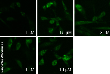 ab134901 staining cAMP in SK-N-SH cells treated with (R)-(+)-Methanandamide (ethanol solution) (ab120361), by ICC/IF. Increase in cAMP expression correlates with increased concentration of (R)-(+)-Methanandamide (ethanol solution), as described in literature.The cells were incubated at 37°C for 10 minutes in media containing different concentrations of ab120361 ((R)-(+)-Methanandamide (ethanol solution)) in DMSO, fixed with 100% methanol for 5 minutes at -20°C and blocked with PBS containing 10% goat serum, 0.3 M glycine, 1% BSA and 0.1% tween for 2h at room temperature. Staining of the treated cells with ab134901 (5 µg/ml) was performed overnight at 4°C in PBS containing 1% BSA and 0.1% tween. A DyLight 488 goat anti-rabbit polyclonal antibody (ab96899) at 1/250 dilution was used as the secondary antibody.