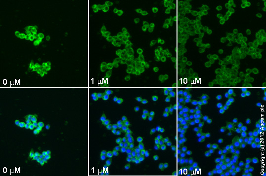  ab1793 staining TNFα in RAW 264.7 cells treated with (R)-(-)-rolipram (ab120031), by ICC/IF. Decrease in TNFα expression correlates with increased concentration of (R)-(-)-rolipram, as described in literature.The cells were incubated at 37°C for 24h in media containing different concentrations of ab120031 ((R)-(-)-rolipram) in DMSO, fixed with 100% methanol for 5 minutes at -20°C and blocked with PBS containing 10% goat serum, 0.3 M glycine, 1% BSA and 0.1% tween for 2h at room temperature. Staining of the treated cells with ab1793 (5 µg/ml) was performed overnight at 4°C in PBS containing 1% BSA and 0.1% tween. A DyLight 488 goat anti-mouse polyclonal antibody (ab96879) at 1/250 dilution was used as the secondary antibody. Nuclei were counterstained with DAPI and are shown in blue.