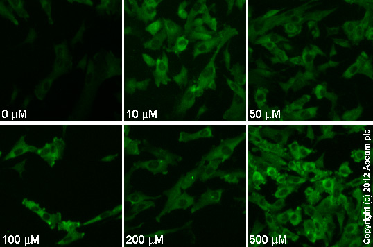  ab96379  staining MEK1 (phospho S298) in SK-N-SH cells treated with (R,S)-AMPA (ab120130), by ICC/IF. Increase in MEK1 (phospho S298) expression correlates with increased concentration of(R,S)-AMPA, as described in literature.The cells were incubated at 37°C for 24h in media containing different concentrations of ab120130 ((R,S)-AMPA) in DMSO, fixed with 4% formaldehyde for 10 minutes at room temperature and blocked with PBS containing 10% goat serum, 0.3 M glycine, 1% BSA and 0.1% tween for 2h at room temperature. Staining of the treated cells with ab96379 (1/100 dilution) was performed overnight at 4°C in PBS containing 1% BSA and 0.1% tween. A DyLight 488 goat anti-rabbit polyclonal antibody (ab96899) at 1/250 dilution was used as the secondary antibody.