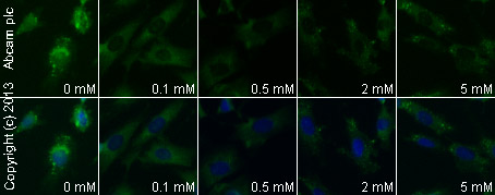  ab17722 staining FMRP in SK-N-SH cells treated with (R,S)-MCPG (ab120033), by ICC/IF. Decrease in FMRP expression correlates with increased concentration of (R,S)-MCPG, as described in literature.The cells were incubated at 37°C for 2h in media containing different concentrations of ab120033 ((R,S)-MCPG) in DMSO, fixed with 4% formaldehyde for 10 minutes at room temperature and blocked with PBS containing 10% goat serum, 0.3 M glycine, 1% BSA and 0.1% tween for 2h at room temperature. Staining of the treated cells with ab17722 (5 µg/ml) was performed overnight at 4°C in PBS containing 1% BSA and 0.1% tween. A DyLight 488 goat anti-rabbit polyclonal antibody (ab96899) at 1/250 dilution was used as the secondary antibody. Nuclei were counterstained with DAPI and are shown in blue.