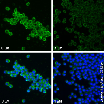  ab1793 staining TNFα in RAW 264.7 cells treated with (R,S)-rolipram (ab120029), by ICC/IF. Decrease in TNFα expression correlates with increased concentration of (R,S)-rolipram, as described in literature.The cells were incubated at 37°C for 24h in media containing different concentrations of ab120029 ((R,S)-rolipram) in DMSO, fixed with 100% methanol for 5 minutes at -20°C and blocked with PBS containing 10% goat serum, 0.3 M glycine, 1% BSA and 0.1% tween for 2h at room temperature. Staining of the treated cells with ab1793 (5 µg/ml) was performed overnight at 4°C in PBS containing 1% BSA and 0.1% tween. A DyLight 488 goat anti-mouse polyclonal antibody (ab96879) at 1/250 dilution was used as the secondary antibody. Nuclei were counterstained with DAPI and are shown in blue.
