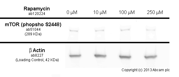  MCF7 cells were incubated at 37&degC for 1h with vehicle control (0 &microM) and different concentrations of rapamycin (ab120224). Decreased expression of mTOR (phospho S2448) (ab51044) in MCF7 cells correlates with an increase in rapamycin concentration, as described in literature.Whole cell lysates were prepared with RIPA buffer (containing protease inhibitors and sodium orthovanadate), 30&microg of each were loaded on the gel and the WB was run under reducing conditions. After transfer the membrane was blocked for an hour using 5% BSA before being incubated with ab51044 at 1 &microg/ml and ab8227 at 1 &microg/ml overnight at 4°C. Antibody binding was detected using an anti-rabbit antibody conjugated to HRP (ab97051) at 1/10000 dilution and visualised using ECL development solution.