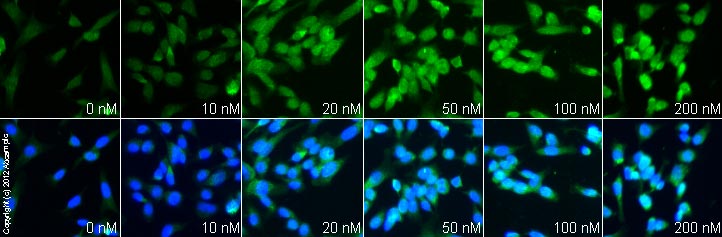  ab131457 staining Bcl2 in SK-N-SH cells treated with rasagiline mesylate (ab120236), by ICC/IF. Increase in Bcl2 expression correlates with increased concentration of rasagiline mesylate, as described in literature.The cells were incubated at 37°C for 24h in media containing different concentrations of ab120236 (rasagiline mesylate) in DMSO, fixed with 100% methanol for 5 minutes at -20°C and blocked with PBS containing 10% goat serum, 0.3 M glycine, 1% BSA and 0.1% tween for 2h at room temperature. Staining of the treated cells with ab131457 (1 µg/ml) was performed overnight at 4°C in PBS containing 1% BSA and 0.1% tween. A DyLight 488 goat anti-rabbit polyclonal antibody (ab96899) at 1/250 dilution was used as the secondary antibody. Nuclei were counterstained with DAPI and are shown in blue.