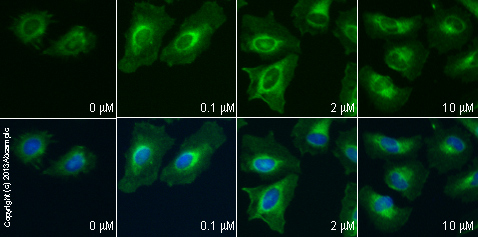  ab13847 staining active caspase 3 in HeLa cells treated with RTIL-13™ (ab120465), by ICC/IF. Increase in active caspase 3 expression correlates with increased concentration of RTIL-13™, as described in literature.The cells were incubated at 37°C for 24h in media containing different concentrations of ab120465 (RTIL-13™) in DMSO, fixed with 4% formaldehyde for 10 minutes at room temperature and blocked with PBS containing 10% goat serum, 0.3 M glycine, 1% BSA and 0.1% tween for 2h at room temperature. Staining of the treated cells with ab13847 (1 µg/ml) was performed overnight at 4°C in PBS containing 1% BSA and 0.1% tween. A DyLight 488 goat anti-rabbit polyclonal antibody (ab96899) at 1/250 dilution was used as the secondary antibody. Nuclei were counterstained with DAPI and are shown in blue.