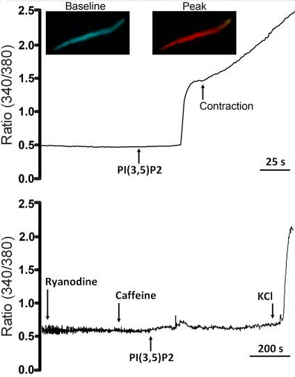  Ryanodine inhibits the elevation of intracellular Ca2+ by PI(3,5)P2 in primary cardiac myocytes. Top figure shows fura-2 ratiometric changes in intracellular Ca2+ in an isolated ventricular adult cardiac myocyte after treatment with PI(3,5)P2, ultimately resulting in contraction. Bottom figure shows that ryanodine inhibited the release of SR Ca2+ to both caffeine and PI(3,5)P2.