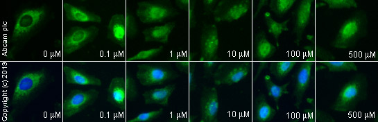  ab125307 staining HSC70 in HeLa cells treated with (S)-(+)-ibuprofen (ab141015), by ICC/IF. Increase of HSC70 nuclear expression correlates with increased concentration of (S)-(+)-ibuprofen, as described in literature.The cells were incubated at 37°C for 1 hour in media containing different concentrations of ab141015 ((S)-(+)-ibuprofen) in DMSO, fixed with 4% formaldehyde for 10 minutes at room temperature and blocked with PBS containing 10% goat serum, 0.3 M glycine, 1% BSA and 0.1% tween for 2h at room temperature. Staining of the treated cells with ab125307 (5 µg/ml) was performed overnight at 4°C in PBS containing 1% BSA and 0.1% tween. A DyLight 488 anti-rabbit polyclonal antibody (ab96899) at 1/250 dilution was used as the secondary antibody. Nuclei were counterstained with DAPI and are shown in blue.