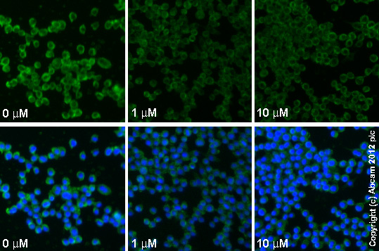  ab1793 staining TNFα in RAW 264.7 cells treated with (S)-(+)-rolipram (ab120030), by ICC/IF. Decrease in TNFα expression correlates with increased concentration of (S)-(+)-rolipram, as described in literature.The cells were incubated at 37°C for 24h in media containing different concentrations of ab120030 ((S)-(+)-rolipram) in DMSO, fixed with 100% methanol for 5 minutes at -20°C and blocked with PBS containing 10% goat serum, 0.3 M glycine, 1% BSA and 0.1% tween for 2h at room temperature. Staining of the treated cells with ab1793 (5 µg/ml) was performed overnight at 4°C in PBS containing 1% BSA and 0.1% tween. A DyLight 488 goat anti-mouse polyclonal antibody (ab96879) at 1/250 dilution was used as the secondary antibody. Nuclei were counterstained with DAPI and are shown in blue.