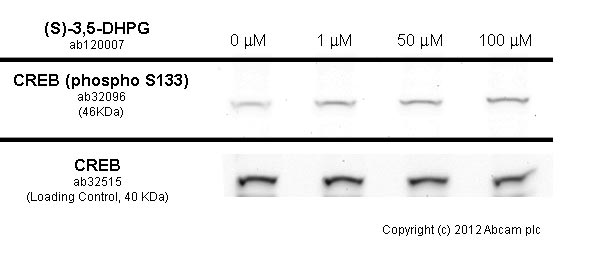  SK-N-SH cells were incubated at 37&degC for 30 minutes with vehicle control (0 &microM) and different concentrations of (S)-3,5-DHPG (ab120007). Increased expression of CREB (phospho S133) in SK-N-SH cells correlates with an increase (S)-3,5-DHPG concentration, as described in literature.Whole cell lysates were prepared with RIPA buffer (containing protease inhibitors and sodium orthovanadate), 20&microg of each were loaded on the gel and the WB was run under reducing conditions. After transfer the membrane was blocked for an hour using 3% milk before being incubated with ab32096 at 1/500 dilution and ab32515 at 1 &microg/ml overnight at 4°C. Antibody binding was detected using an anti-rabbit antibody conjugated to HRP (ab97051) at 1/10000 dilution and visualised using ECL development solution.