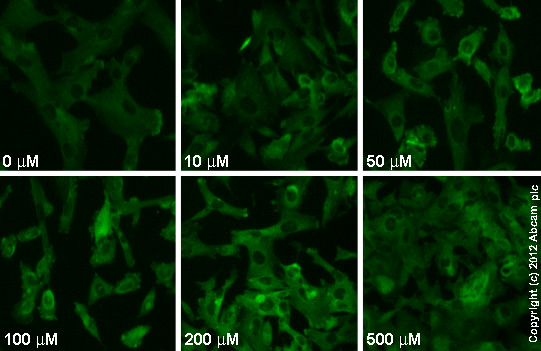  ab96379  staining MEK1 (phospho S298) in SK-N-SH cells treated with (S)-5-Chlorowillardiine (ab120062), by ICC/IF. Increase in MEK1 (phospho S298) expression correlates with increased concentration of (S)-5-Chlorowillardiine, as described in literature.The cells were incubated at 37°C for 24h in media containing different concentrations of ab120062 ((S)-5-Chlorowillardiine) in DMSO, fixed with 4% formaldehyde for 10 minutes at room temperature and blocked with PBS containing 10% goat serum, 0.3 M glycine, 1% BSA and 0.1% tween for 2h at room temperature. Staining of the treated cells with ab96379 (1/100 dilution) was performed overnight at 4°C in PBS containing 1% BSA and 0.1% tween. A DyLight 488 goat anti-rabbit polyclonal antibody (ab96899) at 1/250 dilution was used as the secondary antibody.