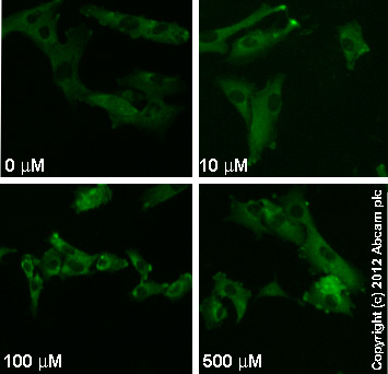  ab96379  staining MEK1 (phospho S298) in SK-N-SH cells treated with (S)-5-Nitrowillardiine (ab120063), by ICC/IF. Increase in MEK1 (phospho S298) expression correlates with increased concentration of (S)-5-Nitrowillardiine, as described in literature.The cells were incubated at 37°C for 24h in media containing different concentrations of ab120063 ((S)-5-Nitrowillardiine) in DMSO, fixed with 4% formaldehyde for 10 minutes at room temperature and blocked with PBS containing 10% goat serum, 0.3 M glycine, 1% BSA and 0.1% tween for 2h at room temperature. Staining of the treated cells with ab96379 (1/100 dilution) was performed overnight at 4°C in PBS containing 1% BSA and 0.1% tween. A DyLight 488 goat anti-rabbit polyclonal antibody (ab96899) at 1/250 dilution was used as the secondary antibody.