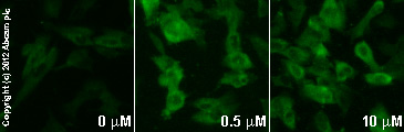  ab96379  staining MEK1 (phospho S298) in SK-N-SH cells treated with (S)-AMPA (ab120005), by ICC/IF. Increase in MEK1 (phospho S298) expression correlates with increased concentration of (S)-AMPA, as described in literature.The cells were incubated at 37°C for 6h in media containing different concentrations of ab120005 ((S)-AMPA) in water, fixed with 4% formaldehyde for 10 minutes at room temperature and blocked with PBS containing 10% goat serum, 0.3 M glycine, 1% BSA and 0.1% tween for 2h at room temperature. Staining of the treated cells with ab96379 (1/100 dilution) was performed overnight at 4°C in PBS containing 1% BSA and 0.1% tween. A DyLight 488 goat anti-rabbit polyclonal antibody (ab96899) at 1/250 dilution was used as the secondary antibody.