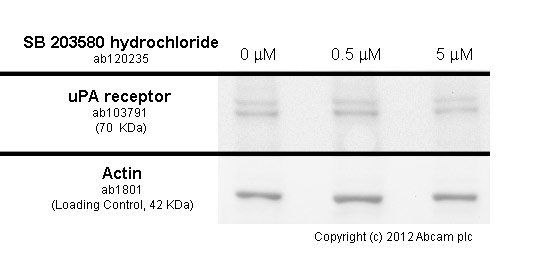  MDA-MB-231 cells cells were incubated at 37&degC for 24h with vehicle control (0 &microM) and varied concentrations of SB 203580 hydrochloride (ab120235). Decreased expression of uPA receptor in MDA-MB-231 cells cells correlates with an increase in SB 203580 hydrochloride concentration, as described in literature.Whole cell lysates were prepared with RIPA buffer (containing protease inhibitors and sodium orthovanadate), 10&microg of each were loaded on the gel and the WB was run under reducing conditions. After transfer the membrane was blocked for an hour using 5% BSA before being incubated with ab103791 at 1 &microg/ml and ab1801 at 1 &microg/ml overnight at 4°C. Antibody binding was detected using an anti-rabbit antibody conjugated to HRP (ab97051) at 1/10000 dilution and visualised using ECL development solution.