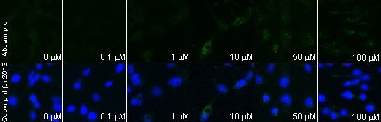  ab78079 staining PKA R2 (phospho S96) in HepG2 cells treated with amthamine dihydrobromide (ab120778), by ICC/IF. Increase of PKA R2 (phospho S96) expression correlates with increased concentration of amthamine dihydrobromide, as described in literature.The cells were incubated at 37°C for 60 minutes in media containing different concentrations of ab120778 (amthamine dihydrobromide) in DMSO, fixed with 100% methanol for 5 minutes at -20°C and blocked with PBS containing 10% goat serum, 0.3 M glycine, 1% BSA and 0.1% tween for 2h at room temperature. Staining of the treated cells with ab78079 (5 µg/ml) was performed overnight at 4°C in PBS containing 1% BSA and 0.1% tween. A DyLight 488 anti-rabbit polyclonal antibody (ab96899) at 1/250 dilution was used as the secondary antibody. Nuclei were counterstained with DAPI and are shown in blue.