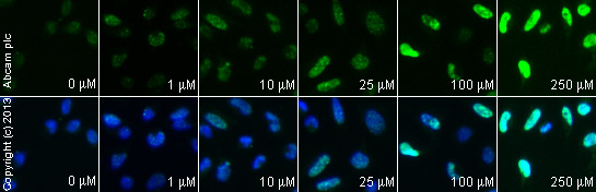  ab2893 staining γH2A.X in HeLa cells treated with SN 38 (ab141108), by ICC/IF. Increase of γH2A.X nuclear expression correlates with increased concentration of SN 38, as described in literature.The cells were incubated at 37°C for 6 hours in media containing different concentrations of ab141108 (SN 38) in DMSO, fixed with 100% methanol for 5 minutes at -20°C and blocked with PBS containing 10% goat serum, 0.3 M glycine, 1% BSA and 0.1% tween for 2h at room temperature. Staining of the treated cells with ab2893 (5 µg/ml) was performed overnight at 4°C in PBS containing 1% BSA and 0.1% tween. A DyLight 488 anti-rabbit polyclonal antibody (ab96899) at 1/250 dilution was used as the secondary antibody. Nuclei were counterstained with DAPI and are shown in blue.