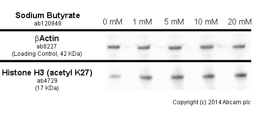  developed using the ECL techniquePerformed under reducing conditions.Exposure time :  10 seconds HeLa cells were incubated at 37&degC for 6h with vehicle control (0 &microM) and different concentrations of sodium butyrate (ab120948). Increased expression of histone H3 (acetyl K27) (ab4729) in HeLa cells correlates with an increase in sodium butyrate concentration, as described in literature.Whole cell lysates were prepared with RIPA buffer (containing protease inhibitors and sodium orthovanadate), 2.5&microg of each were loaded on the gel and the WB was run under reducing conditions. After transfer the membrane was blocked for an hour using 5% BSA before being incubated with ab4927 at 1 &microg/ml and ab8227 at 1 &microg/ml overnight at 4°C. Antibody binding was detected using an anti-rabbit antibody conjugated to HRP (ab97051) at 1/10000 dilution and visualised using ECL development solution.