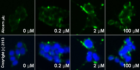  ab11512 staining E cadherin in SW480 cells treated with Src Kinase Inhibitor I (SKI-1) (ab120839), by ICC/IF. Increase of E cadherin expression correlates with increased concentration of Src Kinase Inhibitor I (SKI-1), as described in literature.The cells were incubated at 37°C for 24h in media containing different concentrations of ab120839 (Src Kinase Inhibitor I (SKI-1)) in DMSO, fixed with 4% formaldehyde for 10 minutes at room temperature and blocked with PBS containing 10% goat serum, 0.3 M glycine, 1% BSA and 0.1% tween for 2h at room temperature. Staining of the treated cells with ab11512 (5 µg/ml) was performed overnight at 4°C in PBS containing 1% BSA and 0.1% tween. A DyLight 488 anti-rat polyclonal antibody (ab98386) at 1/250 dilution was used as the secondary antibody. Nuclei were counterstained with DAPI and are shown in blue.