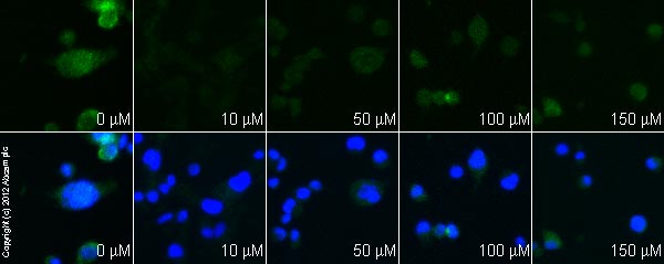  ab76315 staining STAT3 (phospho Y705) in MDA-MB-231 cells treated with stattic (ab120952), by ICC/IF. Decrease in STAT3 (phospho Y705) expression correlates with increased concentration of stattic as described in literature.The cells were incubated at 37°C for 2h in media containing different concentrations of ab120952 (stattic) in DMSO, fixed with 4% formaldehyde for 10 minutes at room temperature and blocked with PBS containing 10% goat serum, 0.3 M glycine, 1% BSA and 0.1% tween for 2h at room temperature. Staining of the treated cells with ab76315 (5 µg/ml) was performed overnight at 4°C in PBS containing 1% BSA and 0.1% tween. A DyLight 488 goat anti-rabbit polyclonal antibody (ab96899) at 1/250 dilution was used as the secondary antibody. Nuclei were counterstained with DAPI and are shown in blue.