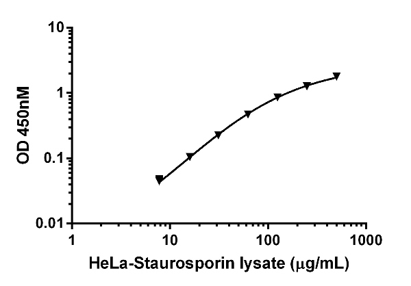  Example of HeLa staurosporine (ab120056) treated cell lysate titration. Background-subtracted data values (mean +/- SD) are graphed.