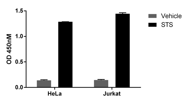  HeLa and Jurkat cells were treated with 1 µM Staurosporine (STS) (ab120056) for 4 hours in complete cell culture media to induce apoptosis and cleaved PARP protein. Untreated and STS treated HeLa and Jurkat lysates were prepared in 1X Cell Extraction Buffer PTR and tested the Cleaved PARP SimpleStepTM ELISA. Raw OD 450 nm values are shown for 500 µg/mL lysate loads.