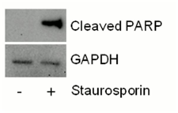  Demonstration of Cleaved PARP capture antibody specificity by western blot assay. 20 µg of HeLa extracts that were untreated or treated for 4 hours with 1 µM Staurosporine were analyzed by western blot. The GAPDH blot is included to show the relative loads of each lysate. In the HeLa cell line, Staurosporine treatment is required to detect cleaved PARP protein, as observed in the SimpleStep ELISA.