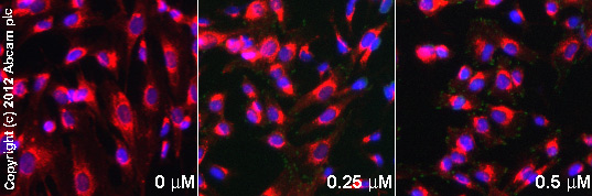  ab81298  staining FAK (phospho Y397) in SK-N-SH cells treated with anandamide (in water soluble emulsion) (ab120429), by ICC/IF. Increase in FAK (phospho Y397) expression correlates with increased concentration of anandamide (in water soluble emulsion), as described in literature.The cells were incubated at 37°C for 5 minutes in media containing different concentrations of ab120429 (anandamide (in water soluble emulsion)) in water, fixed with 100% methanol for 5 minutes at -20°C and blocked with PBS containing 10% goat serum, 0.3 M glycine, 1% BSA and 0.1% tween for 2h at room temperature. Staining of the treated cells with ab81298 (5 µg/ml) was performed overnight at 4°C in PBS containing 1% BSA and 0.1% tween. A DyLight 488 goat anti-rabbit polyclonal antibody (ab96899) at 1/250 dilution was used as the secondary antibody. Nuclei were counterstained with DAPI and are shown in blue. Membranes are stained in red with WGA.