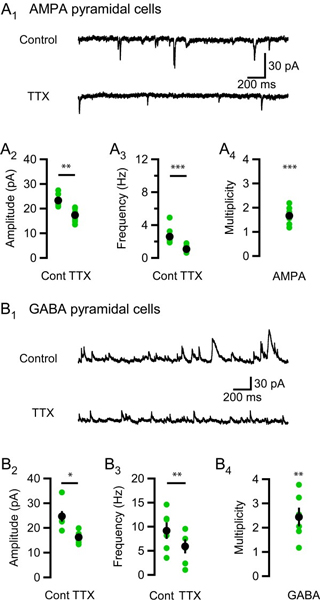  Multiple connections between CA3 and CA1 pyramidal cells and GABAergic cells and CA1 pyramidal cells in young adult rats. (A1) A typical recording at -80 mV from a pyramidal cell, upper trace shows AMPA sEPSCs under control conditions and lower trace shows mEPSCs after wash-in of TTX. (A2) TTX reduces the AMPA EPSC amplitude by 5.9 ± 0.8 pA (P = 0.004, n = 8, two-tailed paired t-test). (A3) TTX reduces AMPA EPSC frequency by 1.5 ± 0.4 Hz (P < 0.001, n = 8, one-tailed paired t-test). (A4) The average multiplicity was 1.7 ± 0.1 (P < 0.001, n = 8, one-tailed one-sample t-test with test value = 1). (B1) A typical recording at 0 mV from a pyramidal cell, upper trace shows GABA sIPSCs under control conditions and lower trace shows mIPSCs after wash-in of TTX. (B2) TTX reduces the GABA IPSC amplitude by 8.4 ± 2.7 pA (P = 0.03, n = 6, two-tailed paired t-test). (B3) TTX reduces GABA IPSC frequency by 3.2 ± 0.8 Hz (P = 0.005, n = 6, one-tailed paired t-test). (B4) The average multiplicity was 2