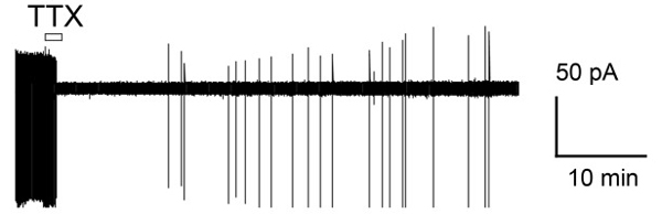  Cell-attached recording of a striatal cholinergic interneuron depicting TTX (100 nM) inhibition of spontaneous action potential firing. The open bar indicates time of TTX application.