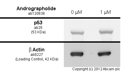  MALME-3M cells were incubated at 37&degC for 24h with vehicle control (0 &microM) and 1 &microM andrographolide (ab120636). Increased expression of p53 in MALME-3M cells correlates with an increase in andrographolide concentration, as described in literature.Whole cell lysates were prepared with RIPA buffer (containing protease inhibitors and sodium orthovanadate), 10&microg of each were loaded on the gel and the WB was run under reducing conditions. After transfer the membrane was blocked for an hour using 5% BSA before being incubated with ab26 at 5 &microg/ml and ab8227 at 1 &microg/ml overnight at 4°C. Antibody binding was detected using an anti-mouse antibody conjugated to HRP (ab97040 ) at 1/10000 dilution and visualised using ECL development solution.
